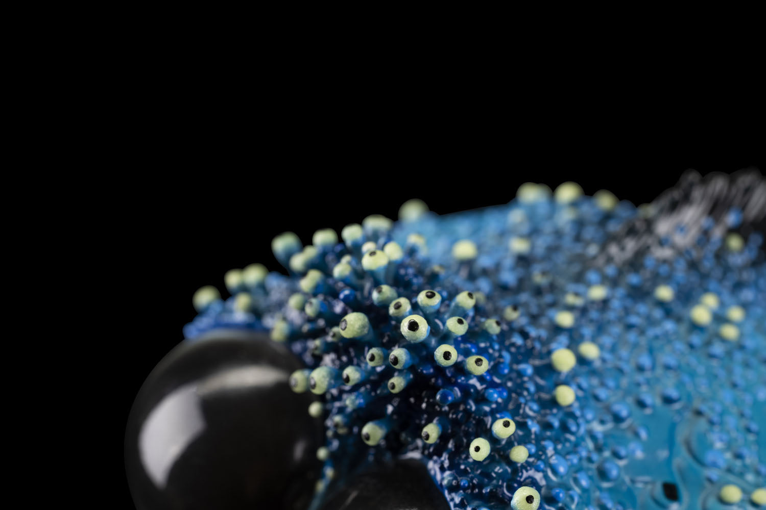 SECRET《Dory Fish》