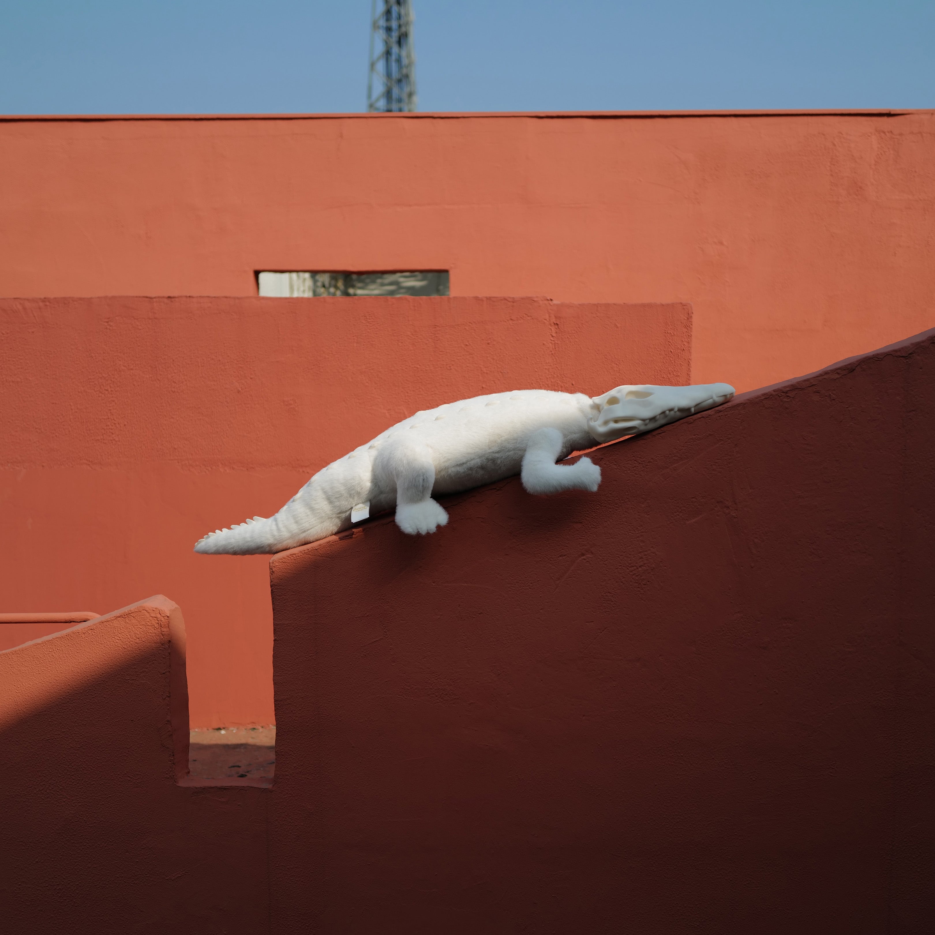 AWHITE - Crocodile